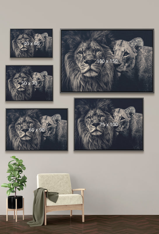 Leeuwen op canvas met lijst - Lion – Kontoer