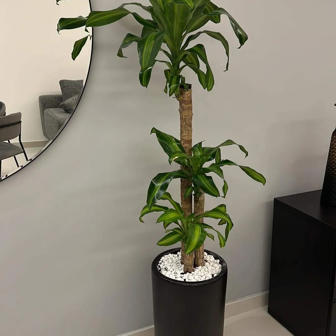 Planta de la Fortuna en Maceta Negra (160cm) – wellpottedplants