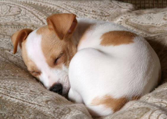 A dog curling up like a ball