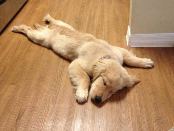 A dog laying on its belly with the superman pose