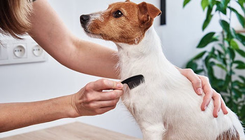 Brosse pour Chien