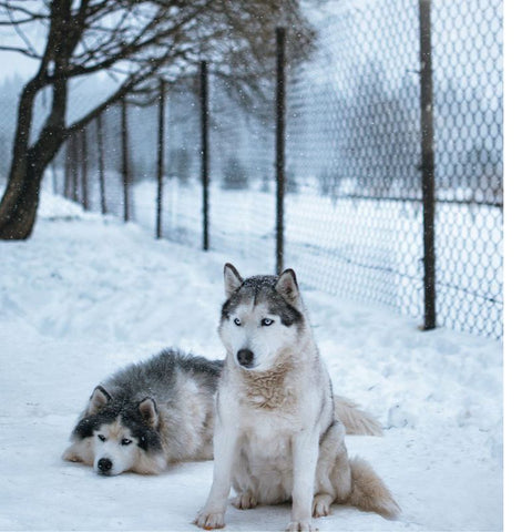 Husky Siberien