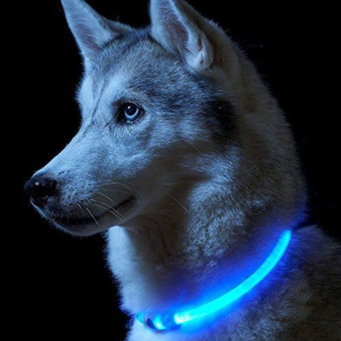 Collier Chien Lumineux