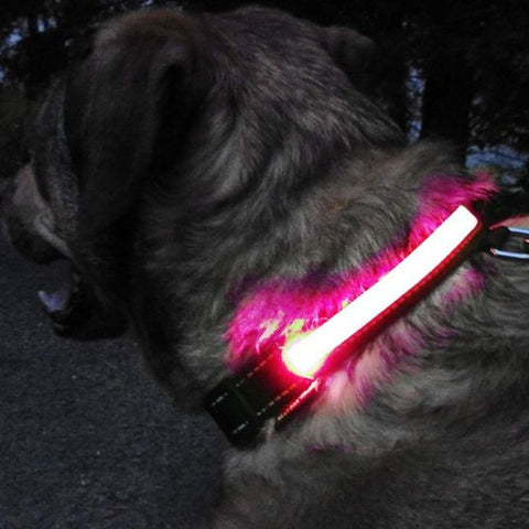 Collier Lumineux Chien Led