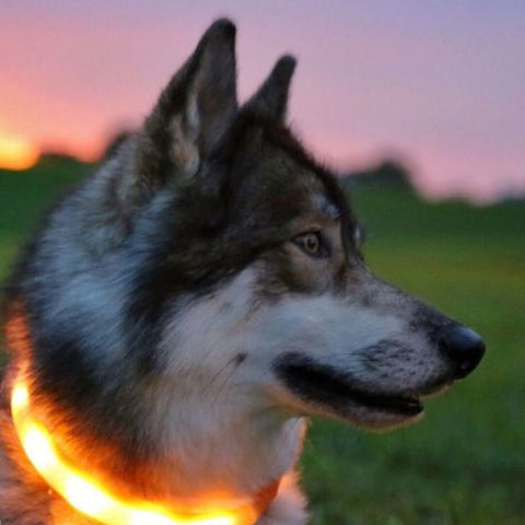 Collier Lumineux pour Chien