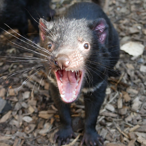 Archy the Tassie Devil