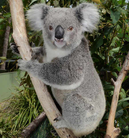 Bobbi the Koala