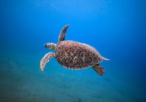 A loggerhead sea turtle swims below the oceans surface. Photo by Kevin C. Charpentier: https://www.pexels.com/photo/sea-turtle-swimming-underwater-7143602/