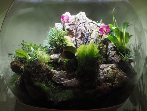 Orb Terrarium 