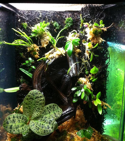 Terrarium with Jewel Orchids 