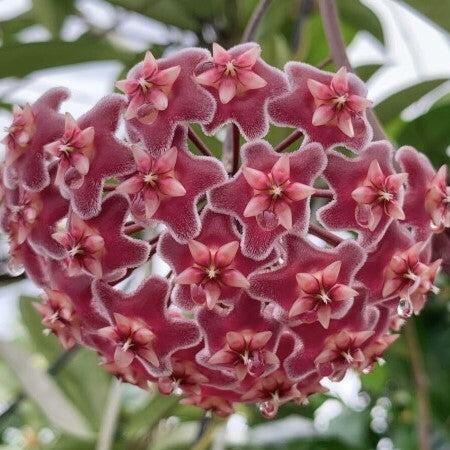 Hoya pubicalyx 'Red Buttons' - World of Flowering Plants