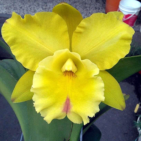 Cattleyas – Tuckers Orchids