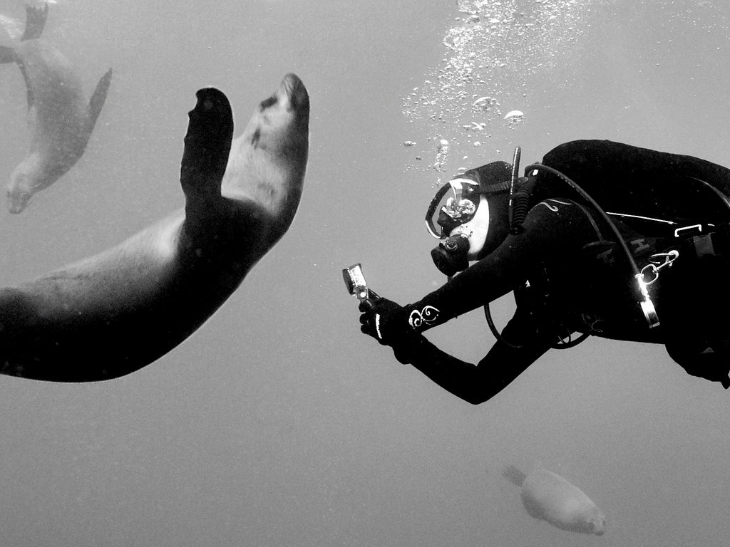 Sarah & Sebastian co-founder Sarah Munro diving with sea lions in Australia.