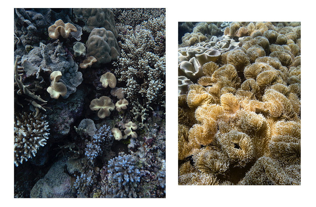 Coral of the Great Barrier Reef