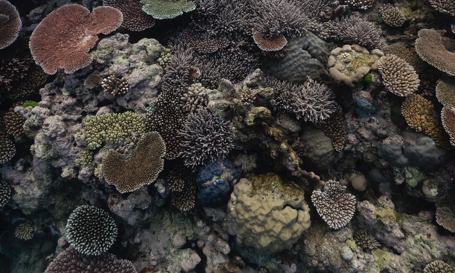 Coral of the Great Barrier Reef