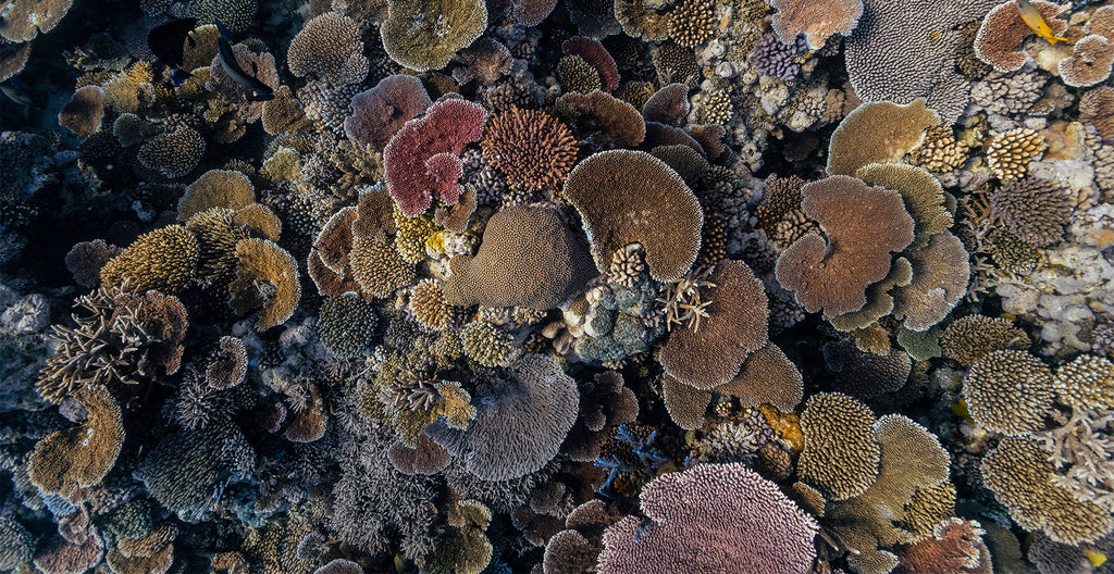 Clse-up image of colourful coral from the Great Barrier Reef
