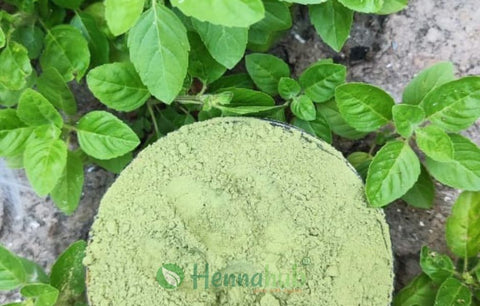 hennahub indigo powder for hair