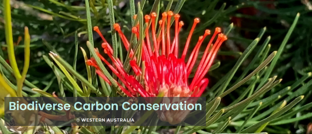 Reforestation Project in South, Western Australia