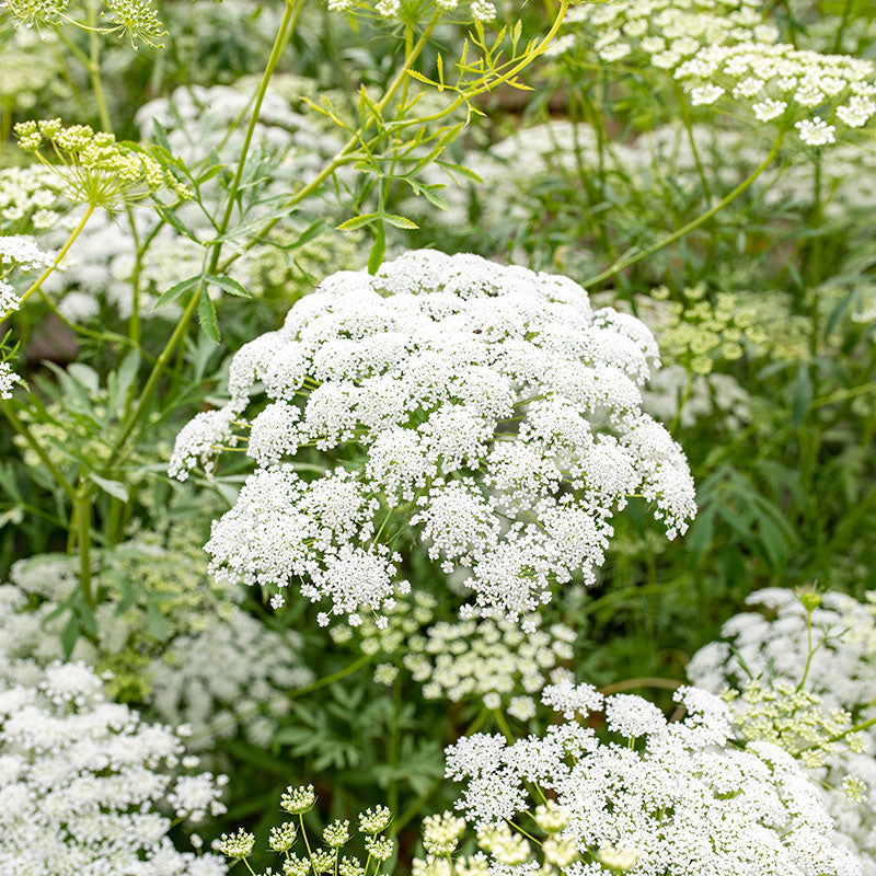 Ammi Seeds