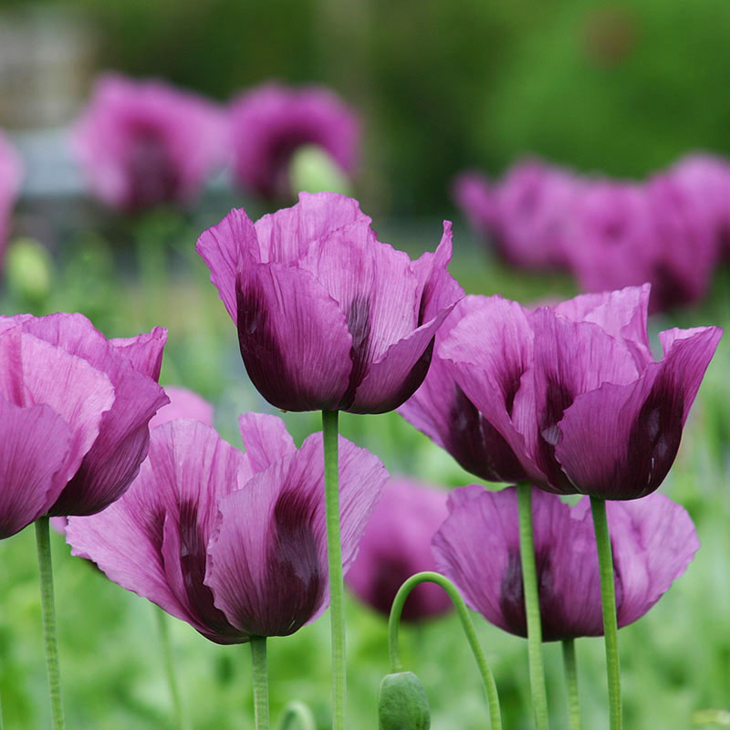 Poppy 'Hungarian Blue' - Select Seeds Co product image