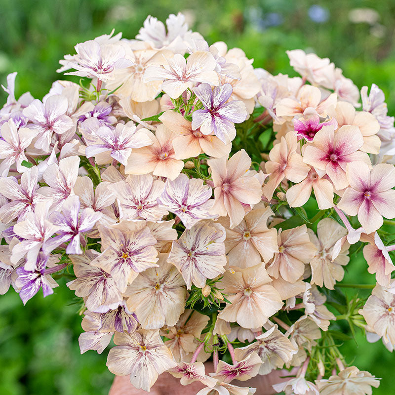 Phlox 'Crème Brûlée' - Select Seeds Co product image