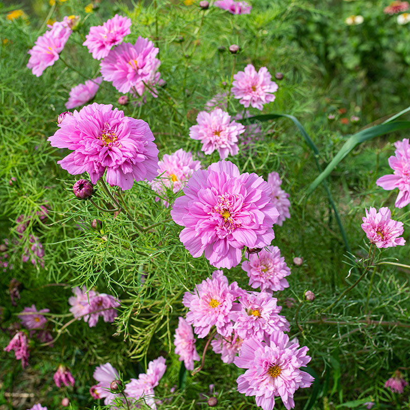 Cosmos 'Rose Bonbon' seeds - Cosmos bipinnatus