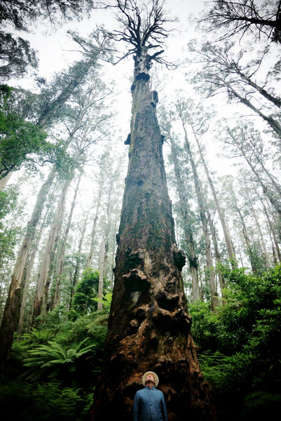 shebrooke forest oska truffaux the moaning tree