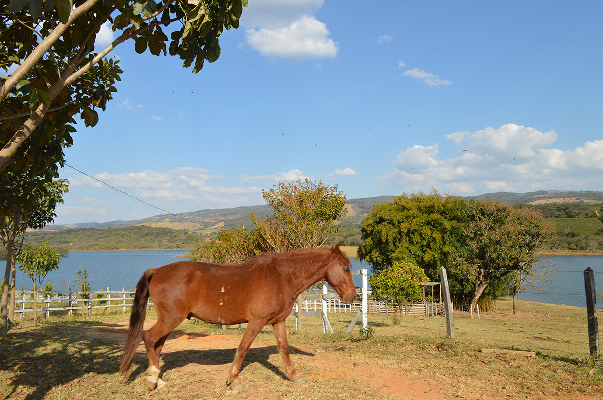 horse overlooking lake