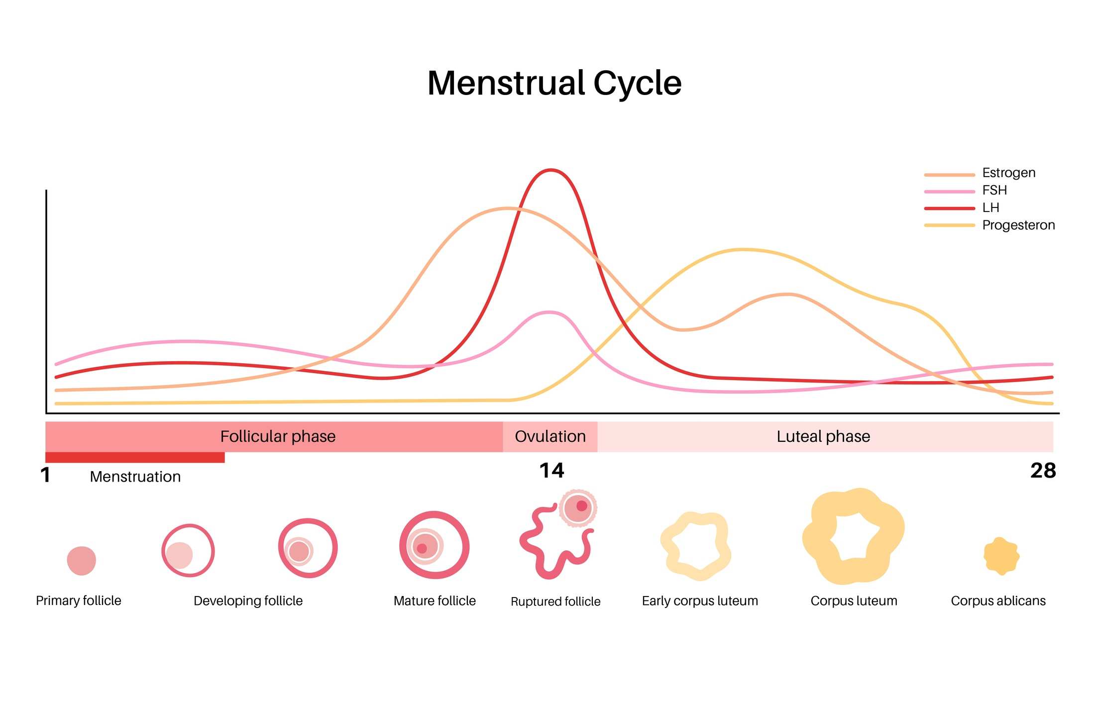 fasi del ciclo mestruale