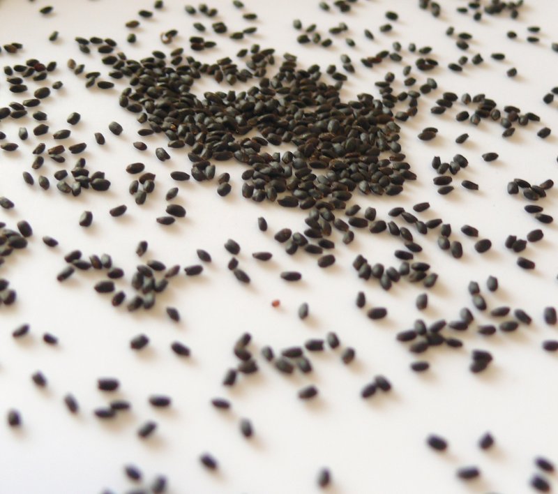 11 Basil Seeds Uses and Benefits