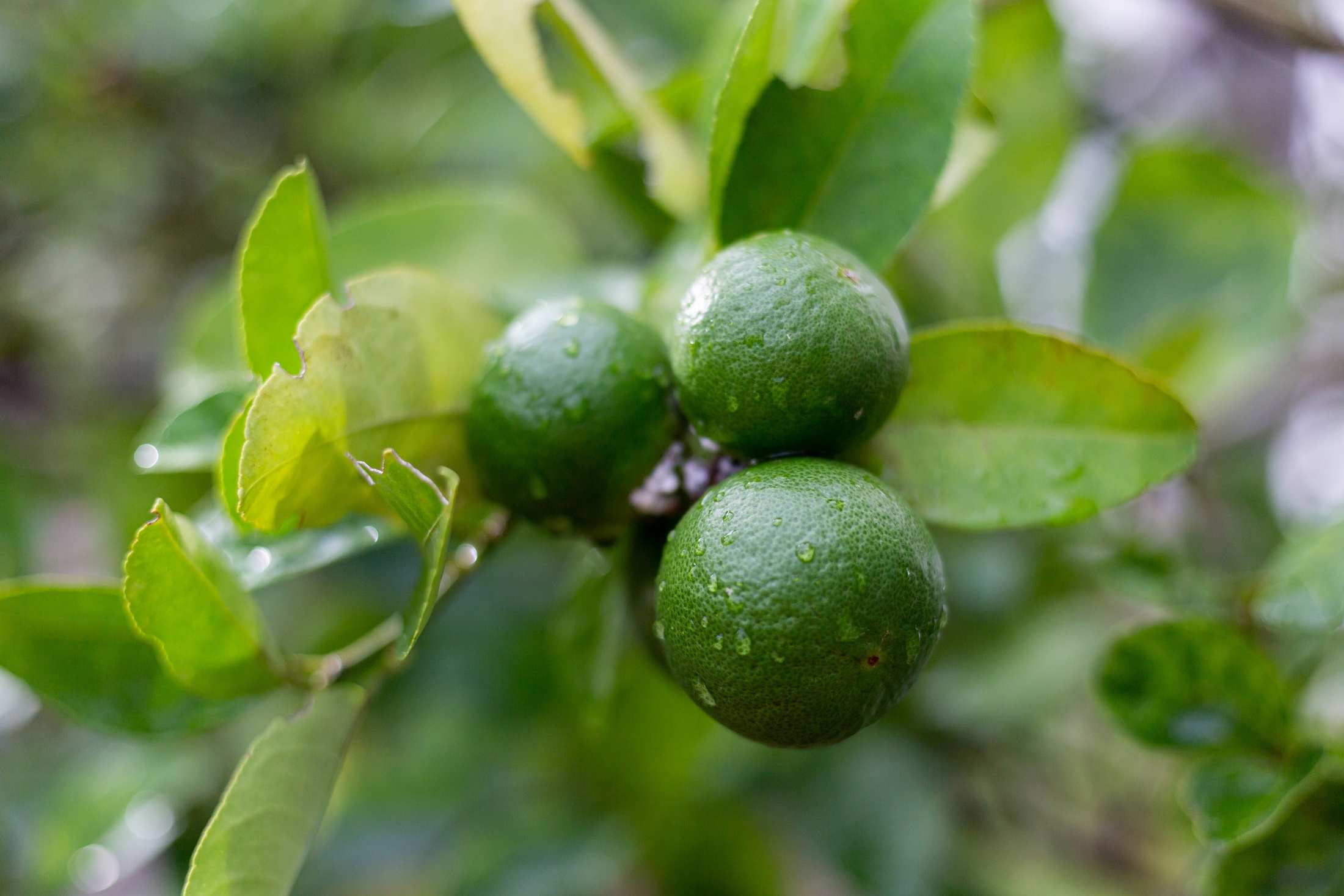 Bergamot Essential Oil: Benefits and Uses