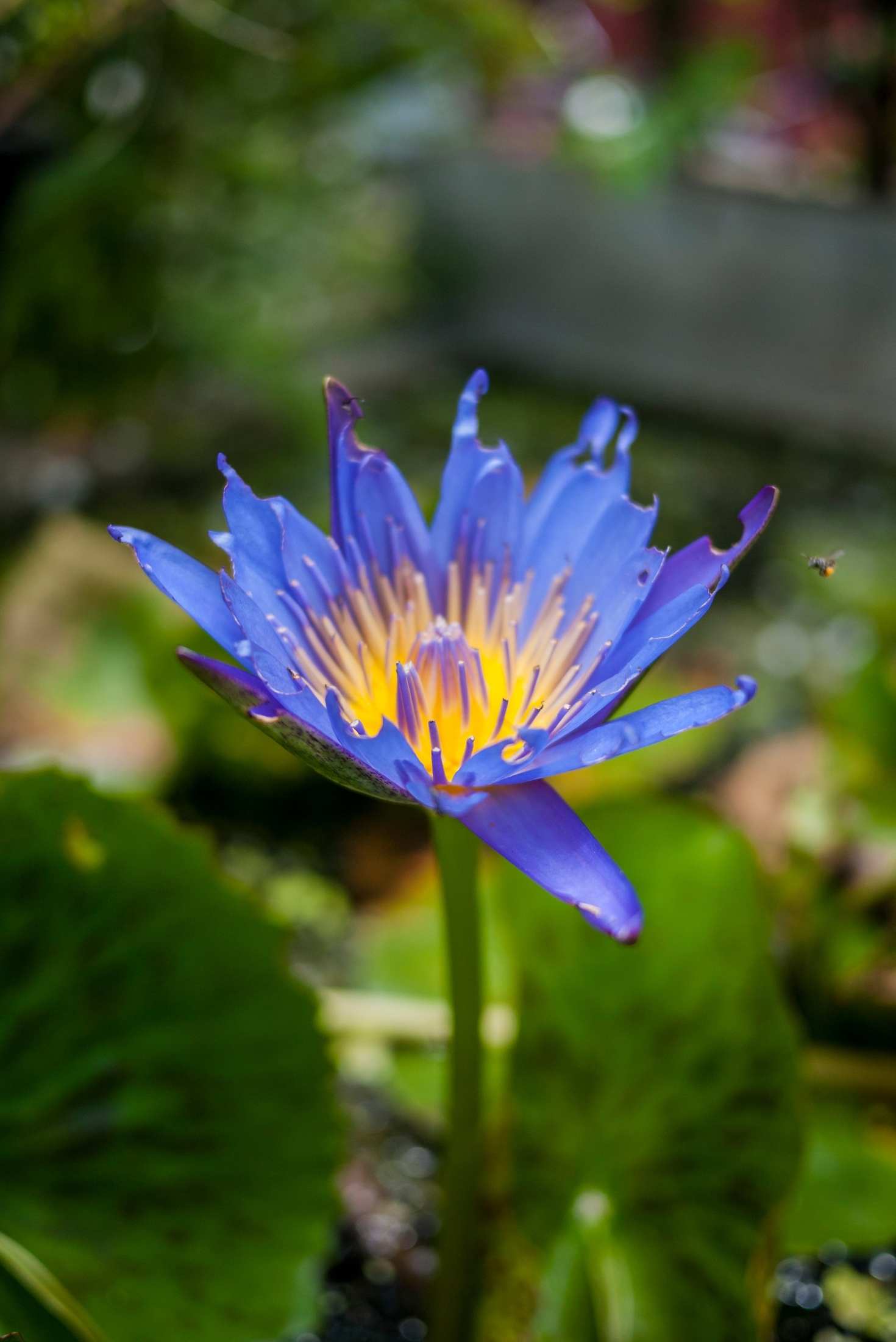 Blue Lotus Flower: Benefits, Uses and Concerns Blue Lotus (Nymphaea caerulea), or Egyptian lotus, is a water lily that grows in rivers, lakes and other water bodies. In traditional literature, the other names for this plant are sacred blue lily and blue water lily. Different parts of the plant, mainly the underground stem (rhizome), leaves, flowers and seeds, are used in traditional medicine as a natural remedy to relieve anxiety, improve sleep, treat stomach and liver problems, fever, cough, bleeding disorders, and to increase the sexual desire (aphrodisiacs). Despite a lack of scientific backing, its use has persisted till today. It has psychoactive properties and demands caution while using. Let's delve into the pharmacological actions, benefits, safety, side effects and legal concerns related to its use. The Blue Lotus: Nature's Elegance in Bloom The blue lotus plant grows in Southeast Asia, Indochina, and around the Nile River in Egypt. It has cultural significance for the ancient Egyptians. From relics and tomb engravings, historians predict that it had a religious significance for the locals and was used as a medicinal plant. It has entheogenic or psychoactive properties, which means it alters the consciousness of a person, religiously or spiritually.  The consumption of blue lotus causes a person to feel 'high', which, according to some people, is similar to that experienced after consuming cannabis.  Pharmacologically Active Components of the Lotus Flower The Health professionals attribute the medicinal properties of this plant to two pharmacologically active alkaloids e.g., .  Apomorphine: It is a dopamine agonist that works as a psychoactive compound and causes feelings of euphoria and happiness. It helps in the control 0f muscle movements in people with diseases like erectile dysfunction and Parkinson's disease.  Nuciferine: It is an antipsychotic alkaloid  that causes feelings of calmness in people through unknown mechanisms. Some people report it to be useful to relieve symptoms of erectile dysfunction. The other useful ingredients are antioxidant flavonoids, glycosides and traces of different vitamins and minerals. Different Consumption Methods for Blue Lotus In traditional sources, the plant is used in many different ways, e.g., as tea, smoking the dried leaves, infused with alcoholic drinks, or its essential oil, which can be used to massage different body parts. Although many products are available in the market, no data about the safety, potency and maximum dosage is available, and it is necessary not to exceed the dosage guidelines given by the manufacturers, purchase only from reliable sources and consult the healthcare provider in case of any side effects.  Blue Lotus tea: Tea is prepared using 3-5g fried flowers of prepared lotus flower tea bags into 250-500ml of water and steeping for 10-15 minutes.  Smoking: The dry flowers are rolled using the rolling papers for this purpose. This method is, however, controversial and needs caution as it is associated with many psychoactive effects. Some people prefer to vape it by adding and inhaling the finely ground and dried flowers in a vaporiser.  Massage of essential oil: The blue lotus flower essential oil or massage oils are massaged in the market for enhanced effects. Alcoholic beverages: Some people infuse alcoholic beverages and wine with the flowers, although the results are questionable.  Claimed Health Benefits of Blue Lotus Plant   People use it due to its mind-altering properties; the proponents have designated it an entheogen, a substance used for religious or spiritual experiences. Some claimed benefits alongside their scientific evidence are;  Calming effects  It causes high feelings, mind alterations and euphoria at higher doses; the lower doses have calming effects that help relieve the symptoms of anxiety and other mood disorders. There is no scientific backing for this effect. However, it has a history of use to relieve anxiety and stress since ancient times. Apomorphine, one of the pharmacologically active ingredients in Blue Lotus, was used to treat mental disorders, e.g., depression, and it is mainly used nowadays to treat symptoms of Parkinson's disease.   Better sleep  Due to its calming effects, it promotes sleep. It has a history of use in traditional medicine to treat insomnia, although no scientific evidence has confirmed its use as a sleep aid. It is also used to induce lucid dreaming.  Aphrodisiac properties  Blue Lotus is one of the herbs used to stimulate sexual desire. Yet again, this effect has historical backing and lacks any scientific evidence. It is also used as a natural remedy for erectile dysfunction, which is attributed to the presence of apomorphine, which studies have shown to be effective in treating ED.  Side effects   Besides a rich history of use in traditional medicine, there are some side effects a user must be aware of. Some users experience drowsiness, disorientation, chest pain, slurred speech, paranoia, anxiety and depression due to the consumption or inhalation of blue lotus flowers. The other concern is  Drug interactions: The active ingredients in the herb interact with the medications, diminishing or amplifying their effectiveness. A person using prescription and OTC medications must consult the doctor before use.  Allergic reactions: People with plant allergies, particularly allergic to lilies, experience signs of allergic reactions.  Pregnancy and breastfeeding: The effects of the blue lotus flower on nursing infants and the development of a foetus are not fully understood, and caution is advised.   The symptoms of side effects are primarily transient and resolve within a few hours of use. Another concern is the unregulated nature of the supplement industry, which any agencies do not regulate, and the clients are at risk of getting ineffective, contaminated and even toxic products.  Frequently Asked Questions Does blue lotus influence hormones?  Yes, the blue lotus is an aphrodisiac and influences the levels of male and female hormones that ultimately cause increased libido and romantic feelings.  Does Blue Lotus Flower have minerals?  Yes, the roots of blue lotus contain calcium, iron, phosphorus, and potassium, among other ingredients. It is, however, a minor source of these minerals.  Does Blue Lotus benefit hair growth?  Blue Lotus has small amounts of benzyl alcohol in addition to other ingredients. It has antibacterial properties, and the direct application of benzyl alcohol on the scalp supports a healthy and clean scalp, which in turn supports healthy hair.  What vitamins are present in the lotus plant?  The lotus stem is a storehouse of B vitamins. The most important vitamins are vitamin C, folate, B6, B5, B3, B2 & B1. These vitamins are present in small and variable amounts.  Is lotus beneficial for the skin?  Yes, the lotus flower helps manage the oil production on the skin. It helps manage sebum production in the skin without disturbing the natural hydration of the skin and is helpful for people with oily and acne-prone skin.  Is lotus good for kidney health?  Studies have shown that the seedpod extract of lotus improves renal functions and helps treat kidney diseases. The beneficial effects on kidney health are attributed to its low sodium contents and the presence of vitamins, minerals and antioxidants. What is the difference between blue lotus and red lotus?  The red lotus (Nelumbo nucifera) or Indian lotus symbolises spiritual growth, enlightenment and purity, while the blue ones are linked to peace and serenity. Both are different species with different physical appearance, geographical distribution and uses.  Conclusion   Blue lotus's use as a medicinal plant dates back thousands of years. Today, it is used as a tea, vaped or smoked, and its essential oil is used for massage. The proponents support its use to improve sleep, reduce anxiety and increase sexual performance. Despite anecdotal claims, limited solid scientific evidence is available. It has psychoactive properties and must be used with caution and preferably after consulting the doctor.