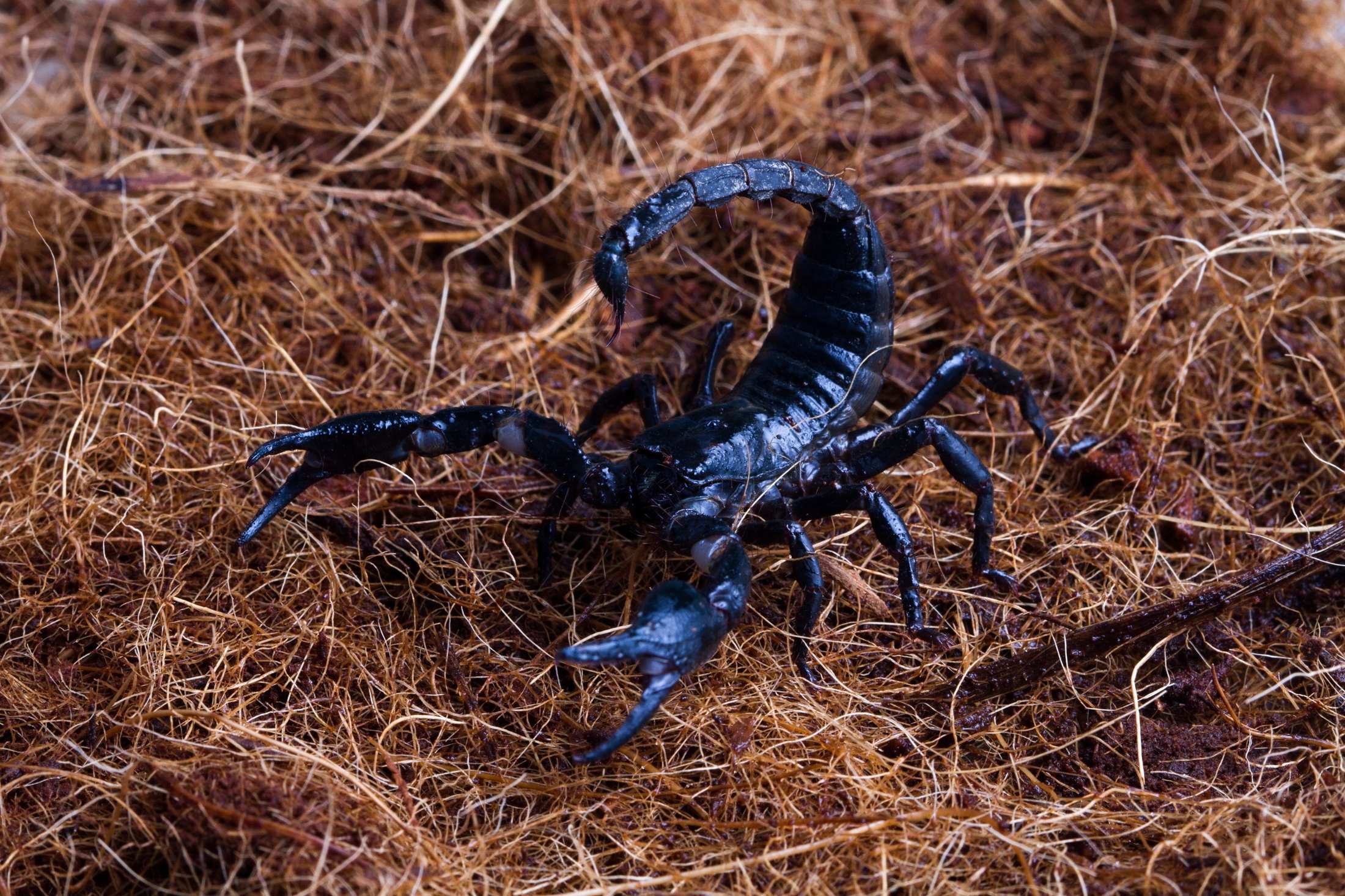 Close-up of a scorpion