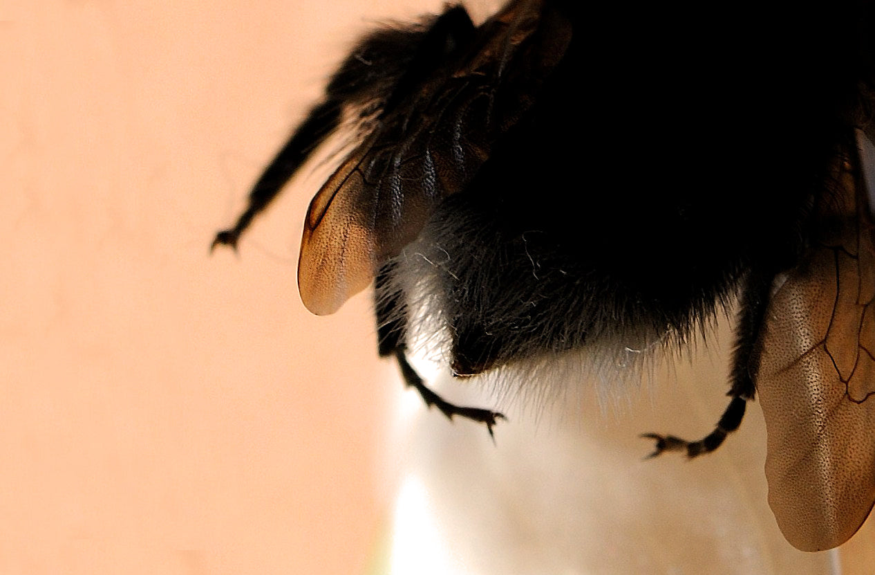 Close-up of a bee