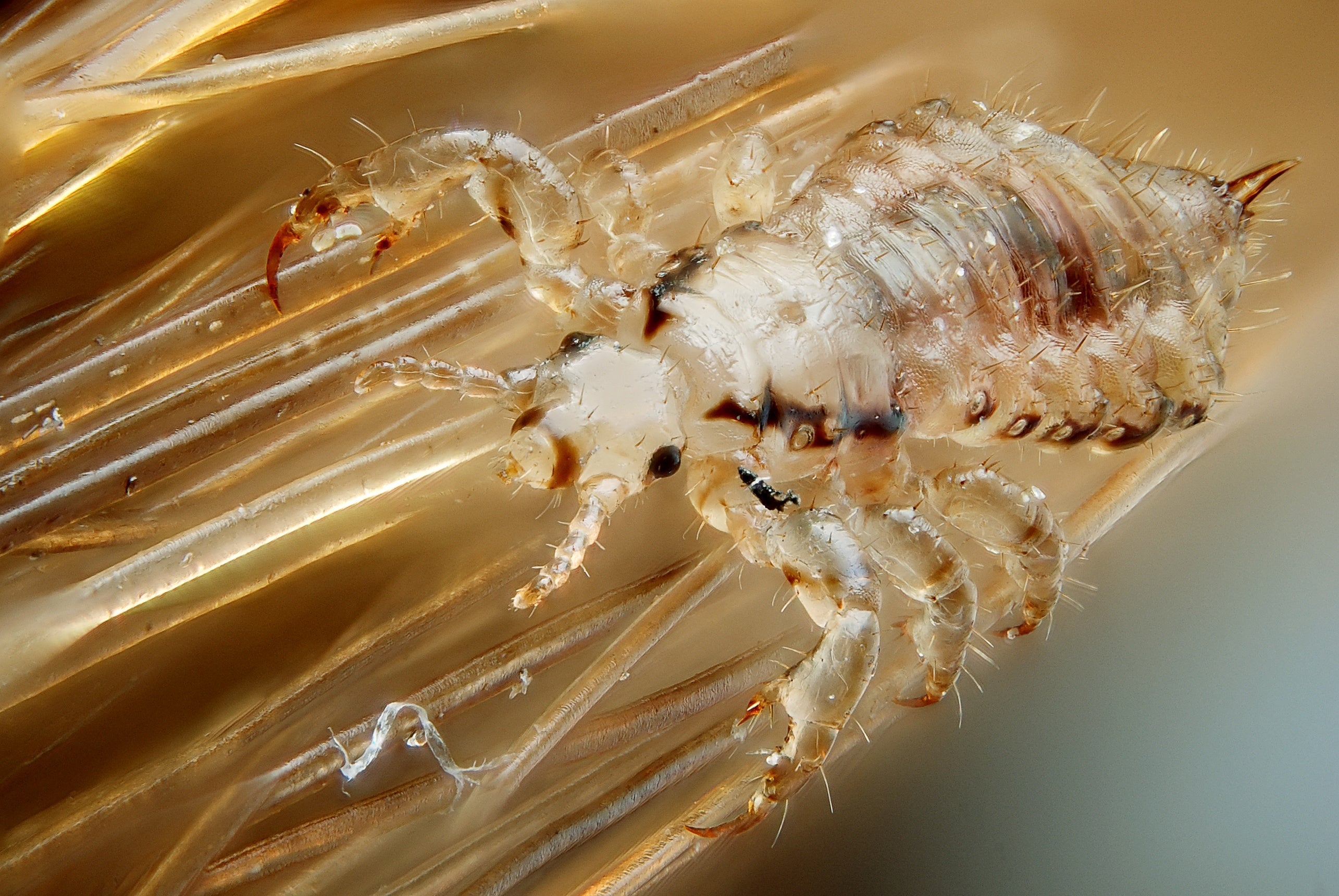 Close up of a head lice