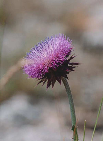 Milk thistle (Silybum marianum)