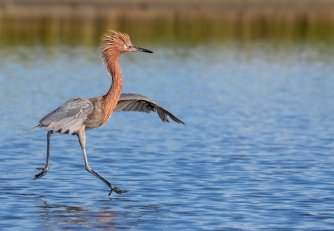 Galveston Wildlife