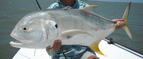 Crevalle Jack