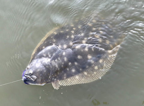 Flounder Fish