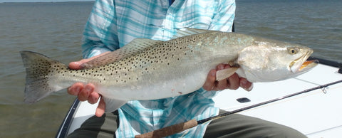 Spotted Sea Trout