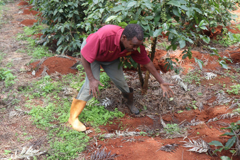 Coffee producer Symon Njagi Mariku showing the fertile, red, volcanic soil used to grow his spectacular coffee.
