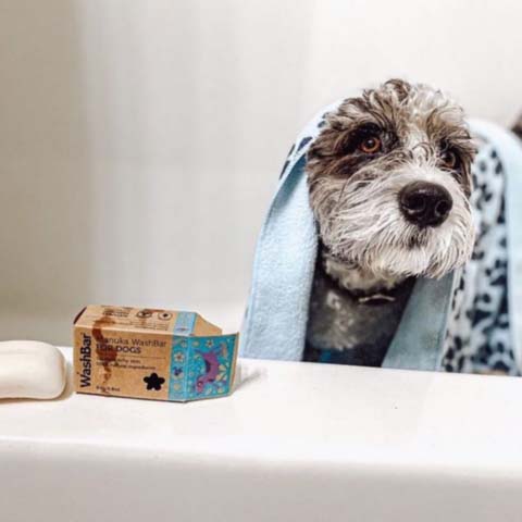 A picture of a small dog in the bath with a towel beside a bar of WashBar Manuka oil all natural dog soap