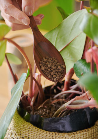 Cada cuánto se abonan las plantas