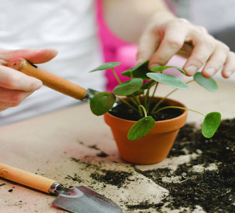 Cómo abonar una planta trasplantada