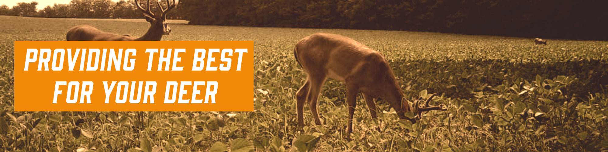 Text on image saying, "providing the best for your deer". Image has two deer eating in a food plot