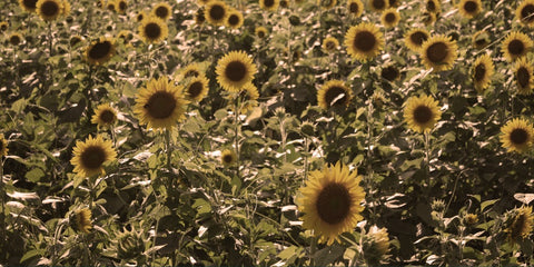 Field of sunflowers