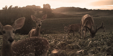 Food plot with several deer feeding. 