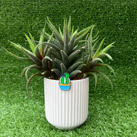 pinsnickety cactus horse show number pin in a pot with a succulent
