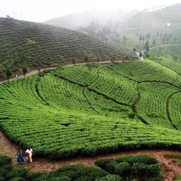 Terroir plays a critical role in establishing the uniqueness of each tea A tea garden in Darjeeling