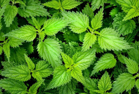 Growing up in the 80s - Stinging Nettle